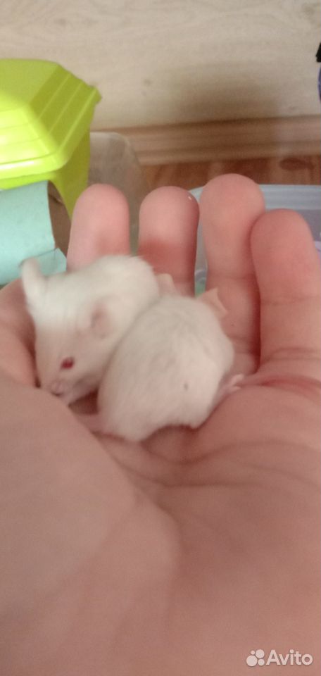 Белые мышки (малыши) купить на Зозу.ру - фотография № 1