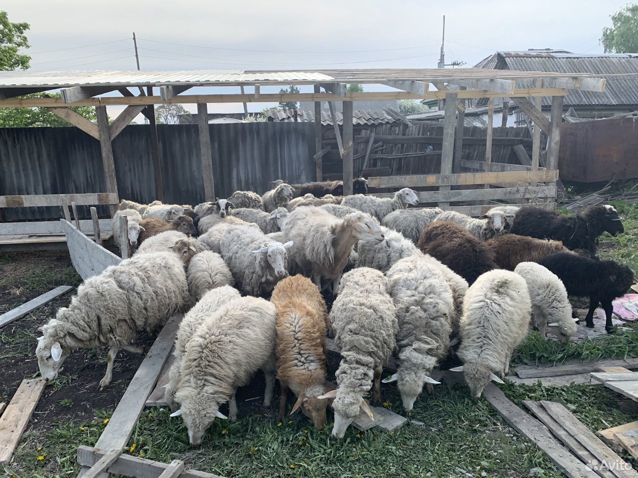 Продам овцов 55 голов купить на Зозу.ру - фотография № 2