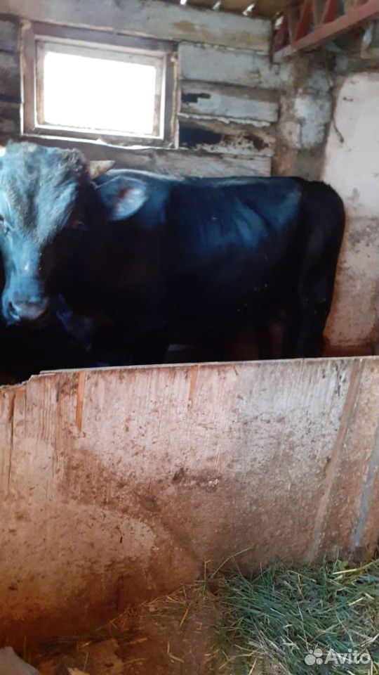Корова,телке,бык купить на Зозу.ру - фотография № 9