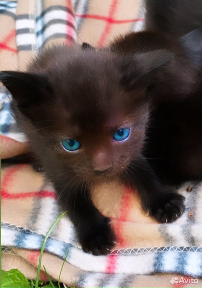 Отдам чёрного котёнка купить на Зозу.ру - фотография № 1