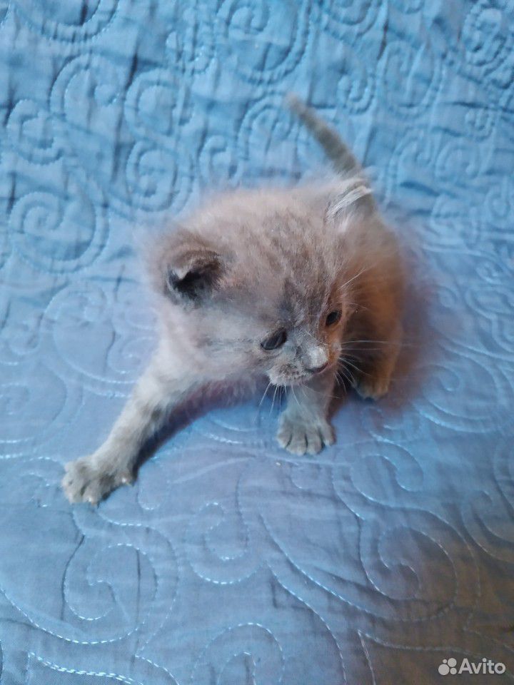 Продам котенка вислоухово серого купить на Зозу.ру - фотография № 1