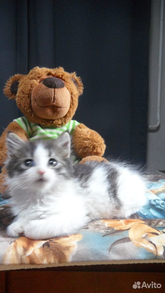 Котята 1,5 - 2 месяца купить на Зозу.ру - фотография № 7