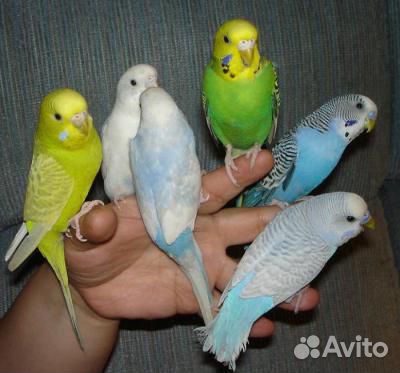 Продам попугаев,большой выбор купить на Зозу.ру - фотография № 9
