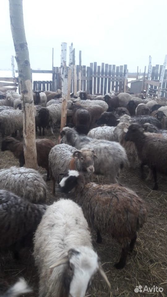 Овцы Бараны купить на Зозу.ру - фотография № 6