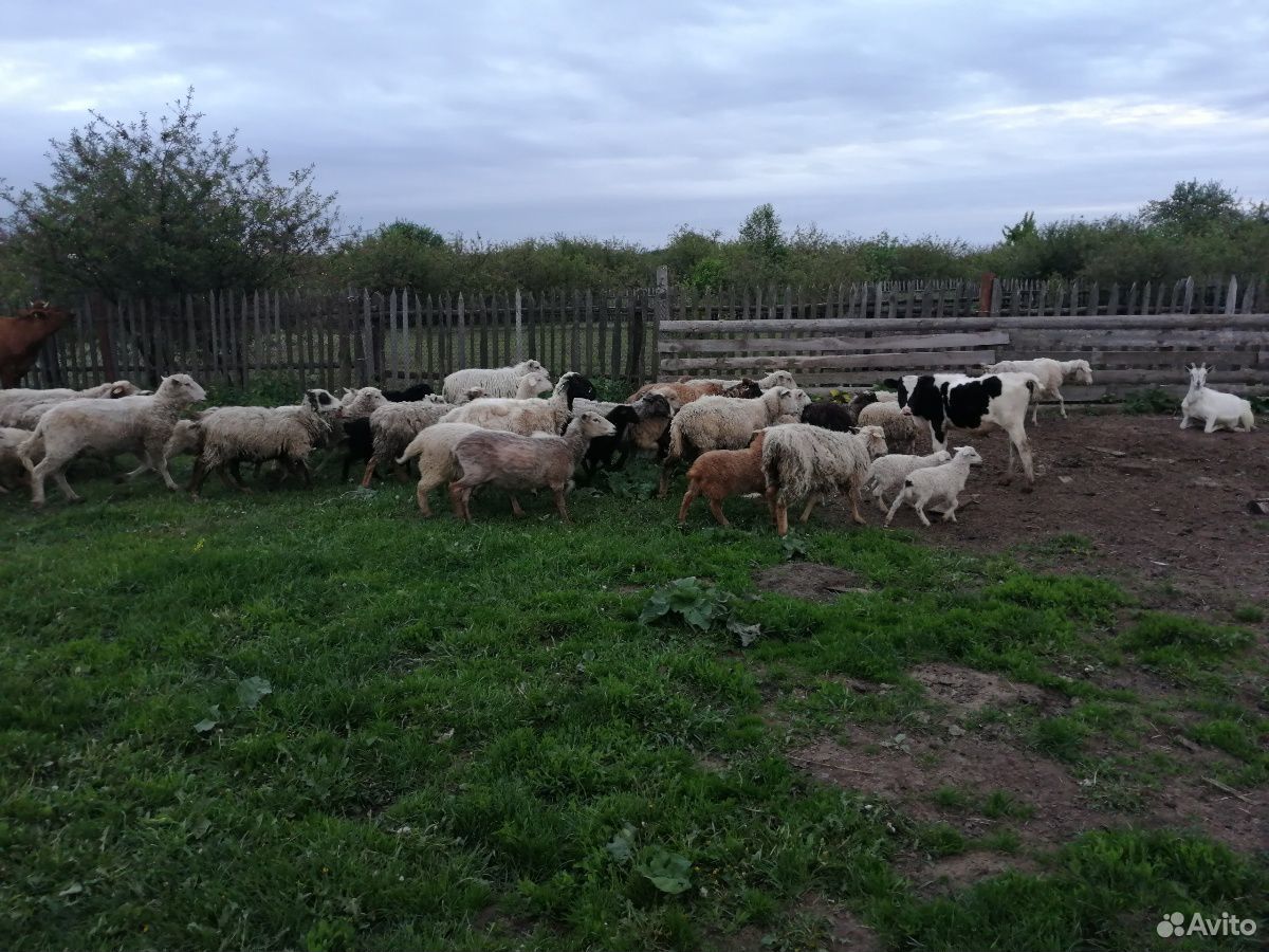 Овцы, тёлки, телята купить на Зозу.ру - фотография № 1