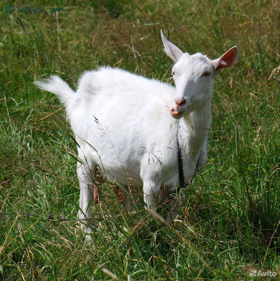 Зааненская коза купить на Зозу.ру - фотография № 1