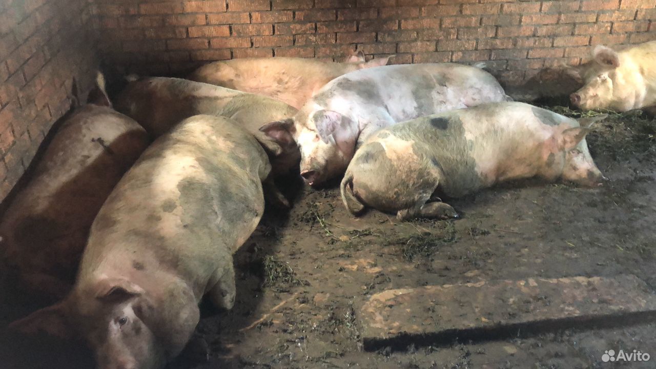 Закупаю свиней купить на Зозу.ру - фотография № 1