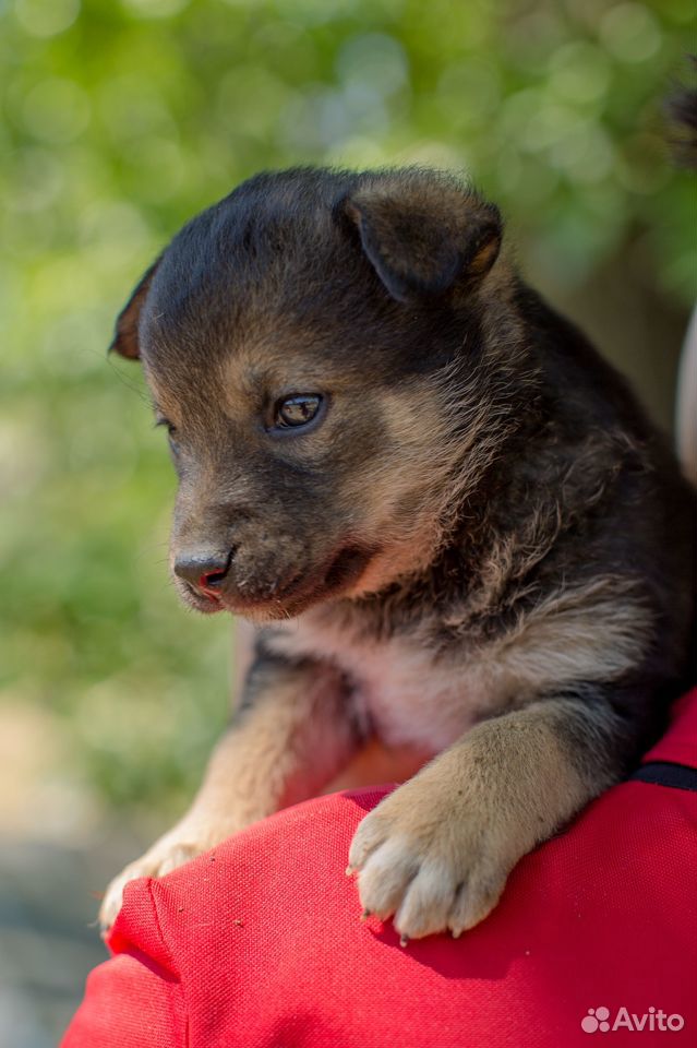 Бусинка - ласковый щенок ищет свою семью купить на Зозу.ру - фотография № 1