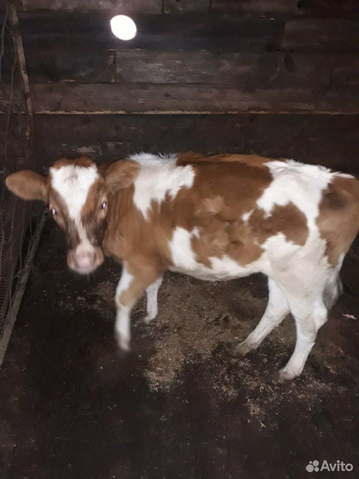 Продам корову, телку купить на Зозу.ру - фотография № 4