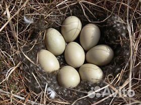 Яйцо мускусной утки купить на Зозу.ру - фотография № 1