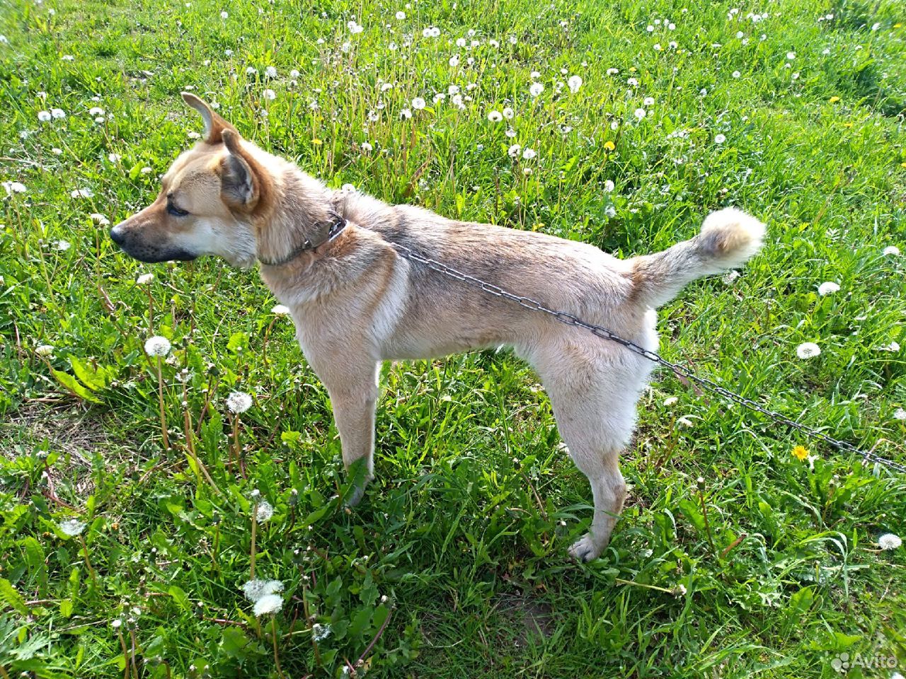 Солнечный пёс Иржик купить на Зозу.ру - фотография № 3