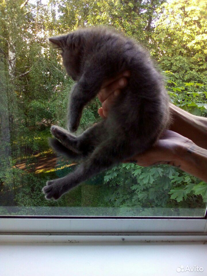 Котенок дымчатый с окрасом, 2,6 месяца купить на Зозу.ру - фотография № 1