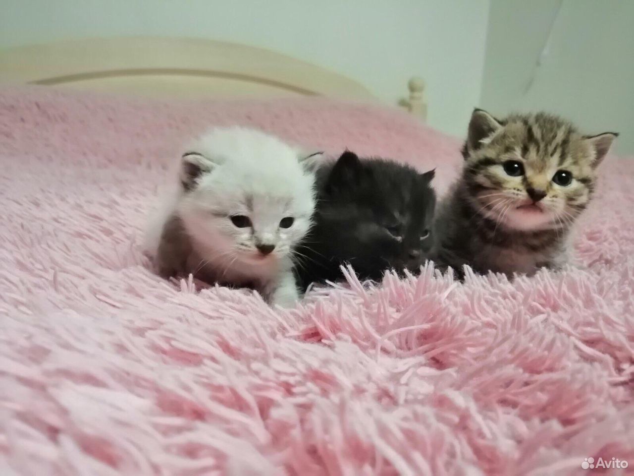 Котята британцы фото 1 месяц