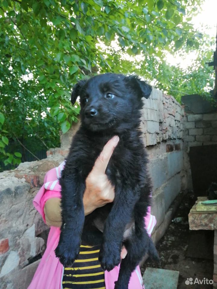 Ищем дом щенкам купить на Зозу.ру - фотография № 8