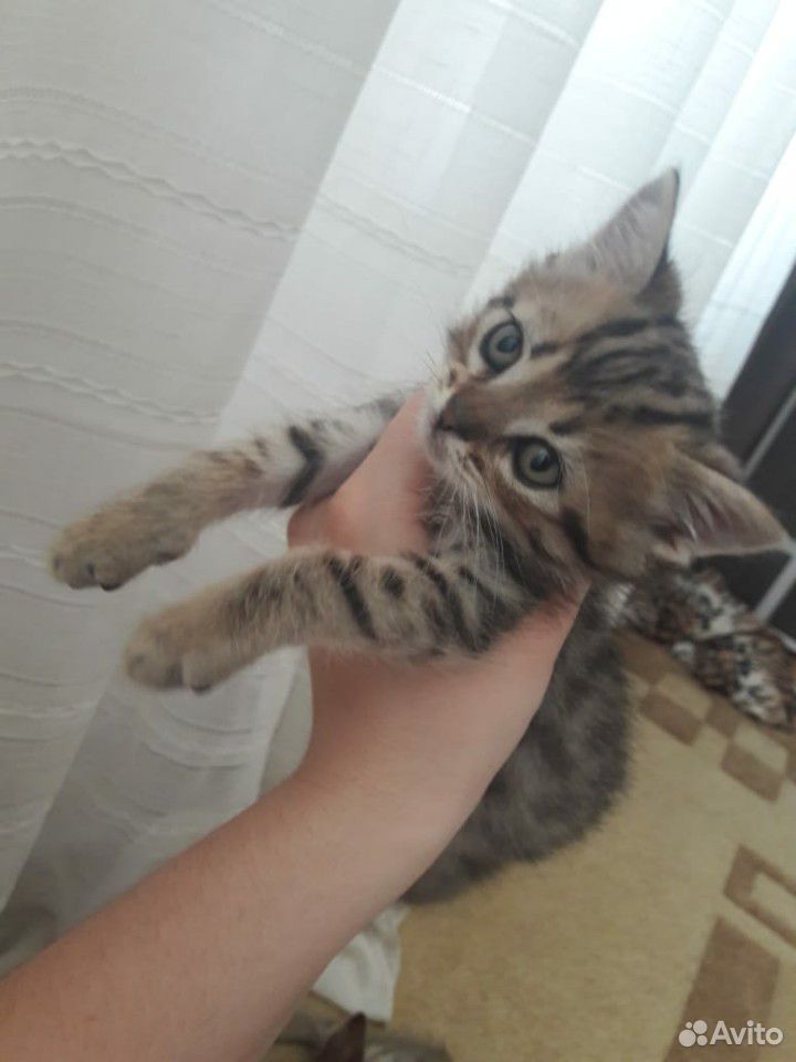 Отдам котят абиссинки в хорошие руки купить на Зозу.ру - фотография № 4