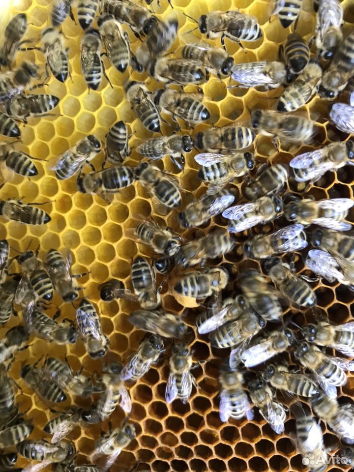Пчёлы. Семьи, пакеты купить на Зозу.ру - фотография № 2