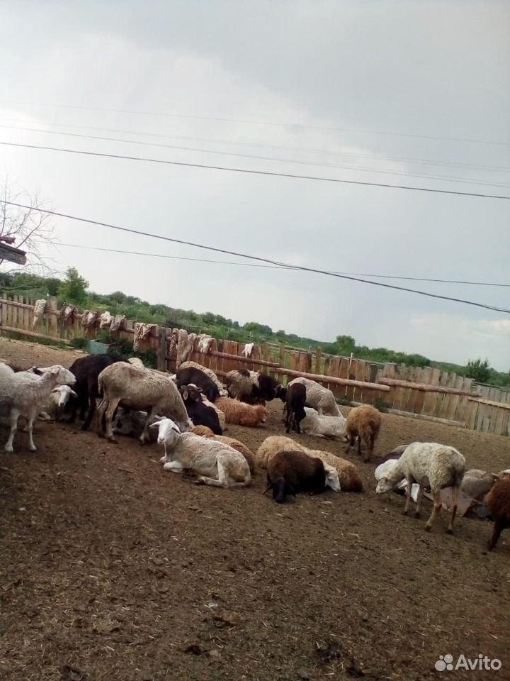 Овцы, бараны племенные купить на Зозу.ру - фотография № 2
