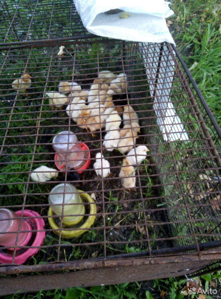 Продам цыплят купить на Зозу.ру - фотография № 4