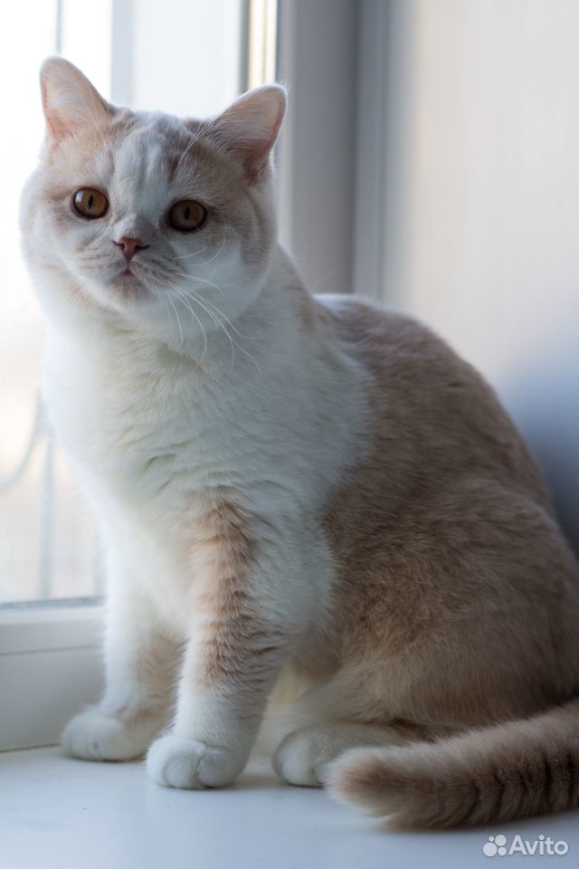 Британская кошка Дора купить на Зозу.ру - фотография № 3