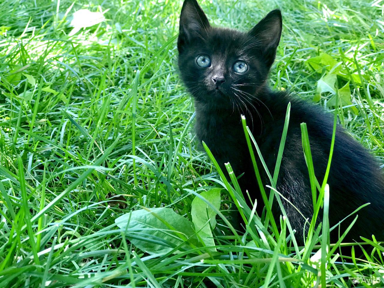 Котята от сиамской кошки купить на Зозу.ру - фотография № 2