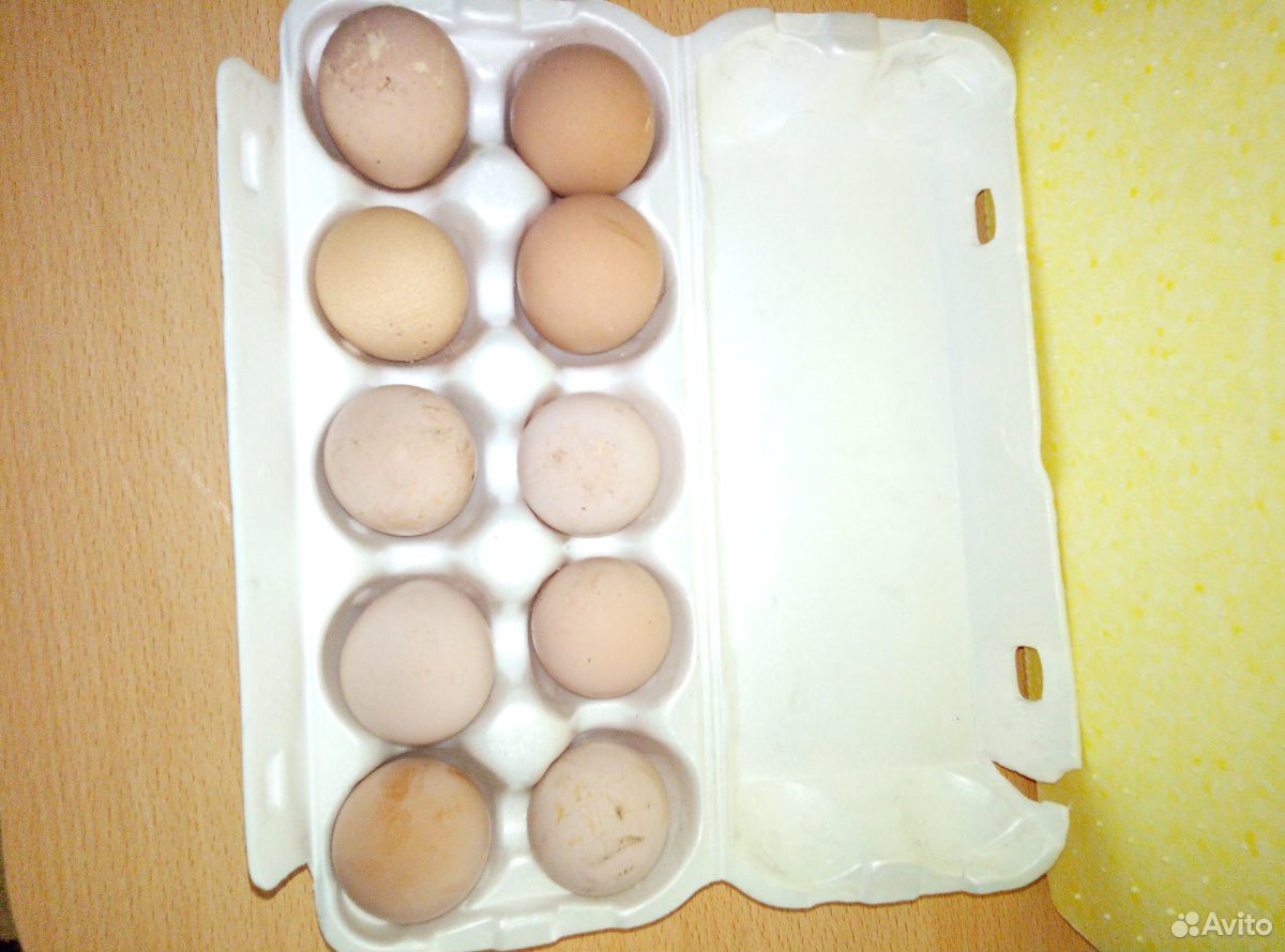 Яйцо цисариное-инкубационное купить на Зозу.ру - фотография № 2