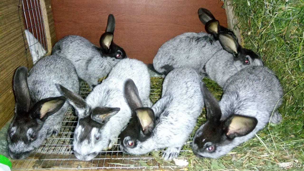 Купить кроликов воронежской. Полтавский великан кролик. Помесь голландца и белого великана. Полтавское серебро кролики купить. Купить кроликов в Самарской области.