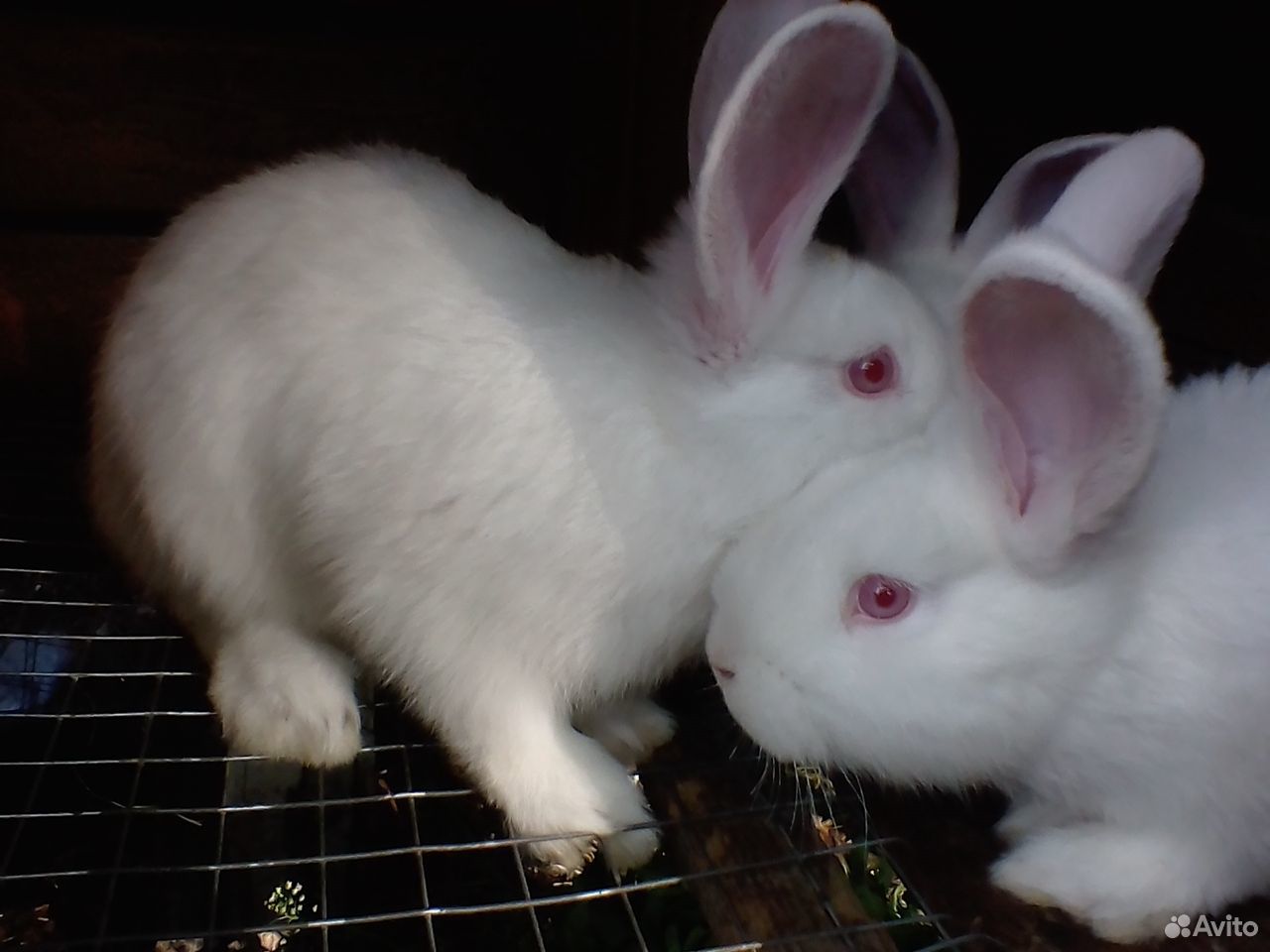 Крольчата белые купить на Зозу.ру - фотография № 1