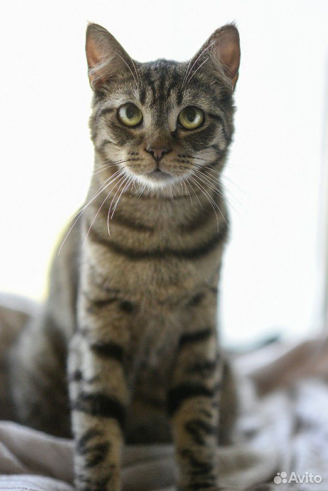 Котик Мурзик* около 9 мес., умный и добрый, спокой купить на Зозу.ру - фотография № 2