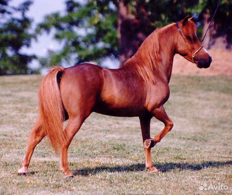 Американская миниатюрная лошадь купить на Зозу.ру - фотография № 8