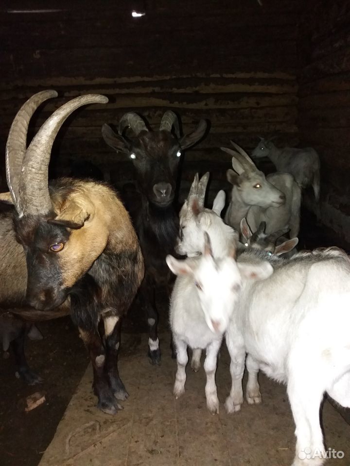 Животные козы купить на Зозу.ру - фотография № 3