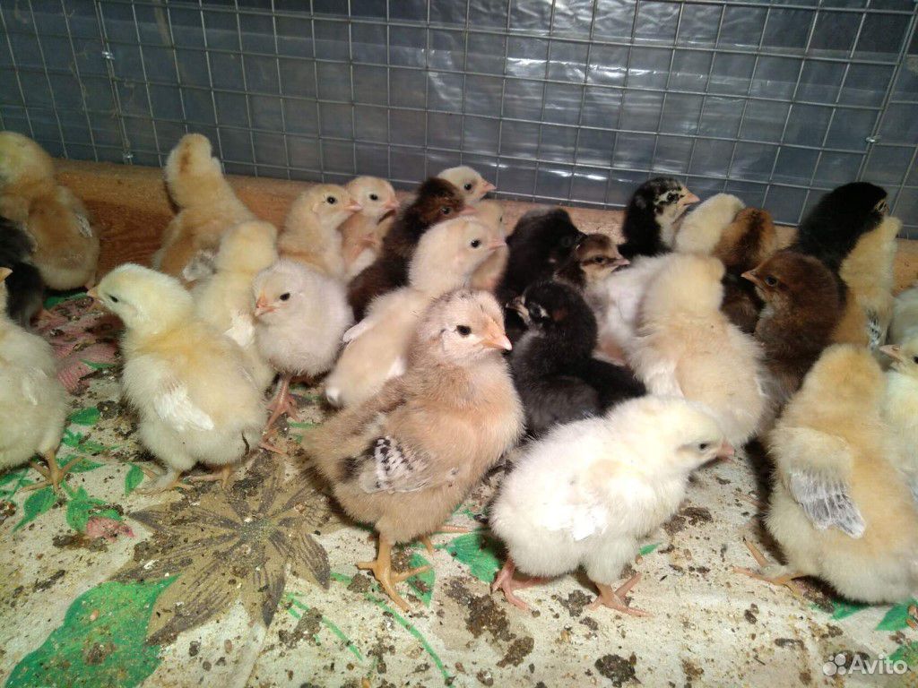 Купить цыплят в воронежской. Цыплята Ломан Браун. Цыплята несушки. Трехнедельные цыплята. Двухнедельные цыплята.