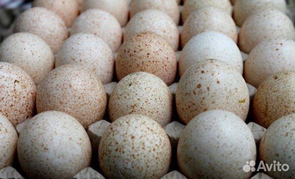 Индюшинное яйцо купить на Зозу.ру - фотография № 1
