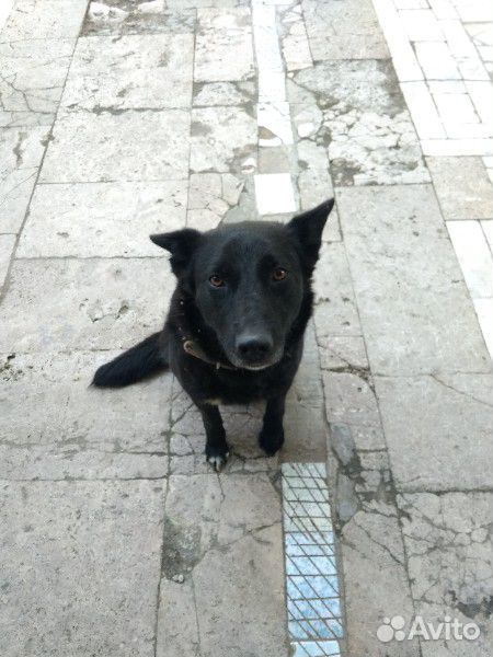 Сторожевая собака и щенята ищут дом купить на Зозу.ру - фотография № 5