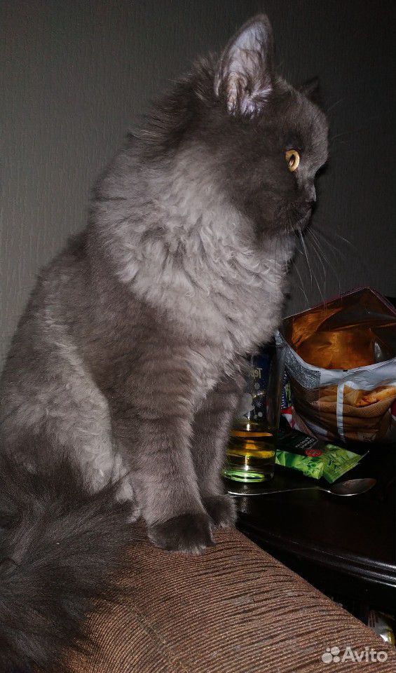 Молодой пародистый кот Кузя купить на Зозу.ру - фотография № 3