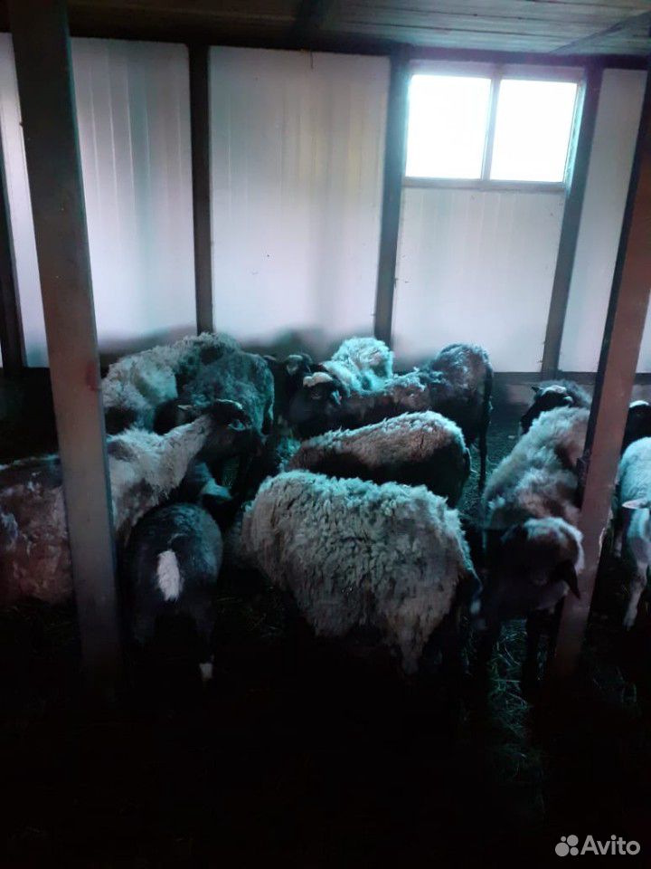 Овцы Романовской породы купить на Зозу.ру - фотография № 1