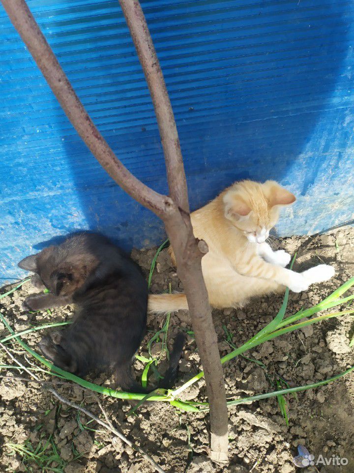 Котята два мальчика чрный и рыжий отдам в хорошие купить на Зозу.ру - фотография № 4