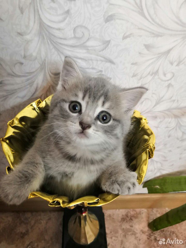 Котята британские купить на Зозу.ру - фотография № 3