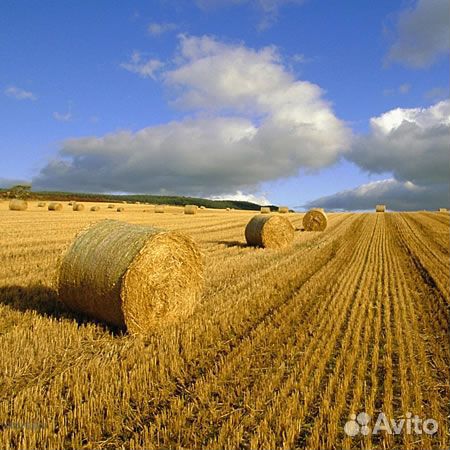 Солома пшеничная в рулонах купить на Зозу.ру - фотография № 1