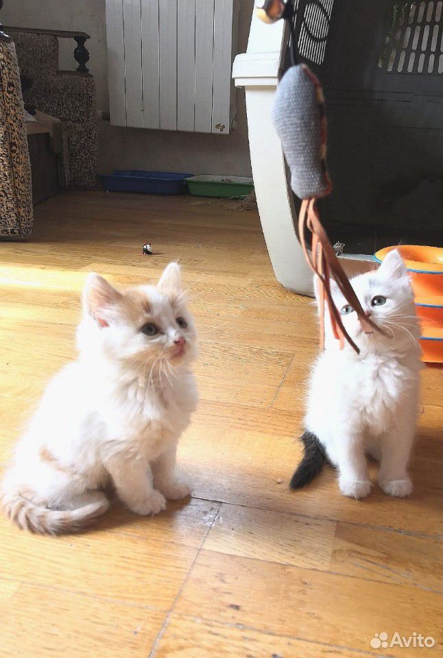 Красивые котята в добрые руки купить на Зозу.ру - фотография № 3