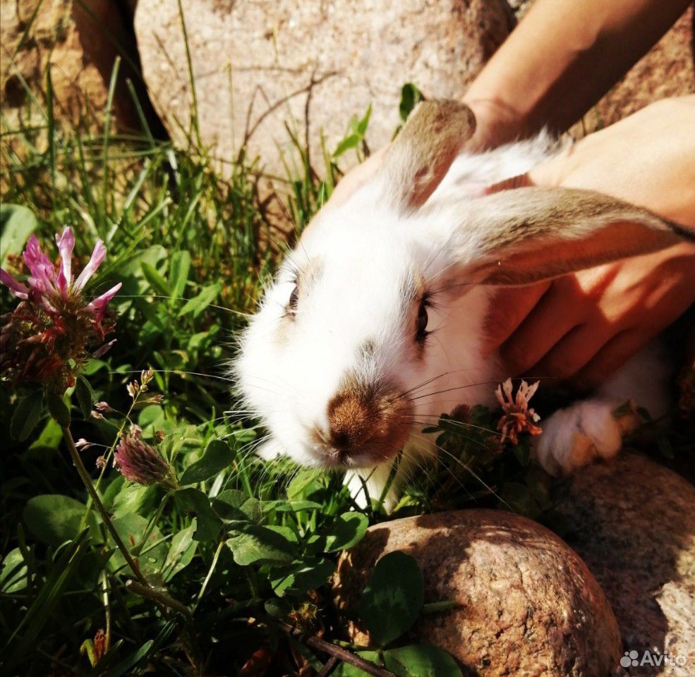 Домашние кролики купить на Зозу.ру - фотография № 3