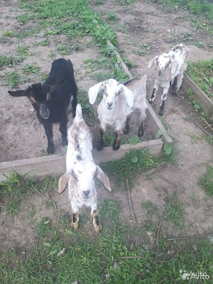 Молодая коза, козлята, козёл купить на Зозу.ру - фотография № 3