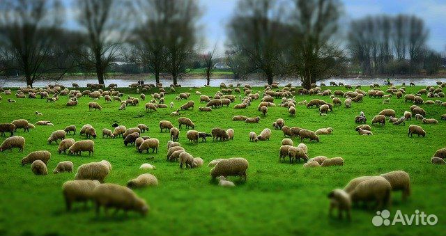Овцы(матки) купить на Зозу.ру - фотография № 1