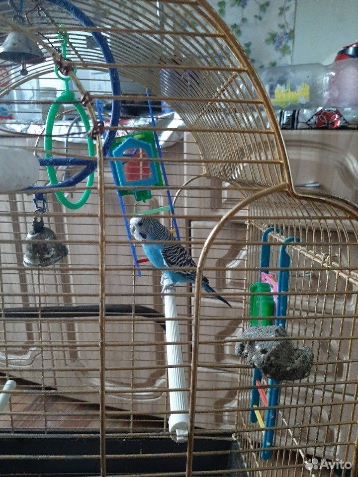 Продаю волнистого попугая самачку купить на Зозу.ру - фотография № 4