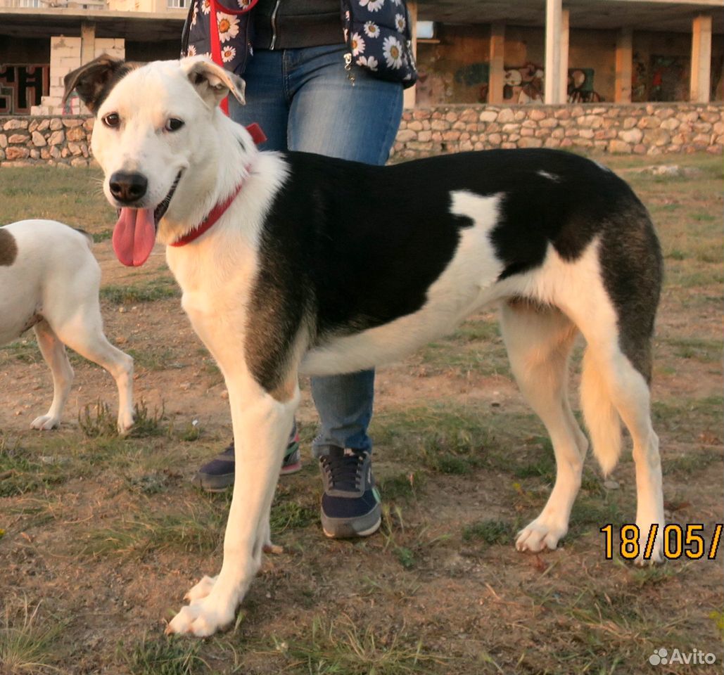 Самая красивая собака ищет дом купить на Зозу.ру - фотография № 4
