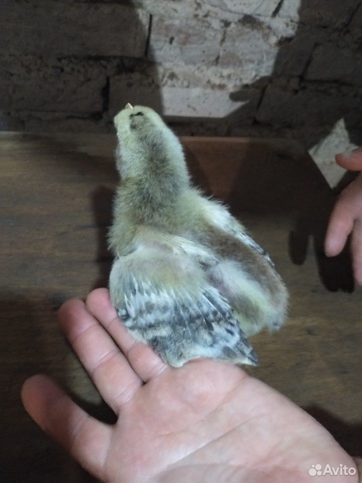 Цыплята (19 дней) купить на Зозу.ру - фотография № 4
