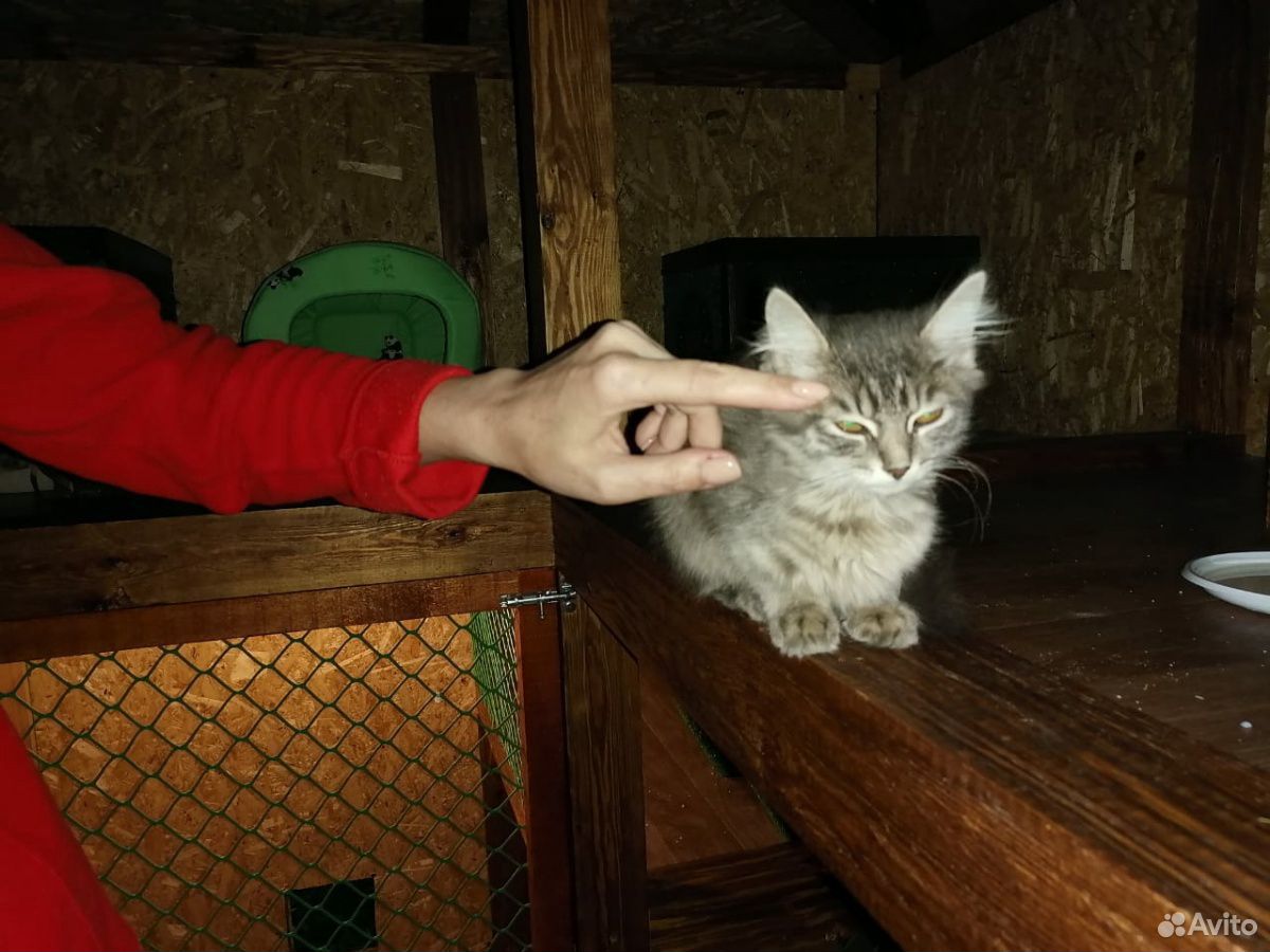 Самый ласкучий котик в мире купить на Зозу.ру - фотография № 4