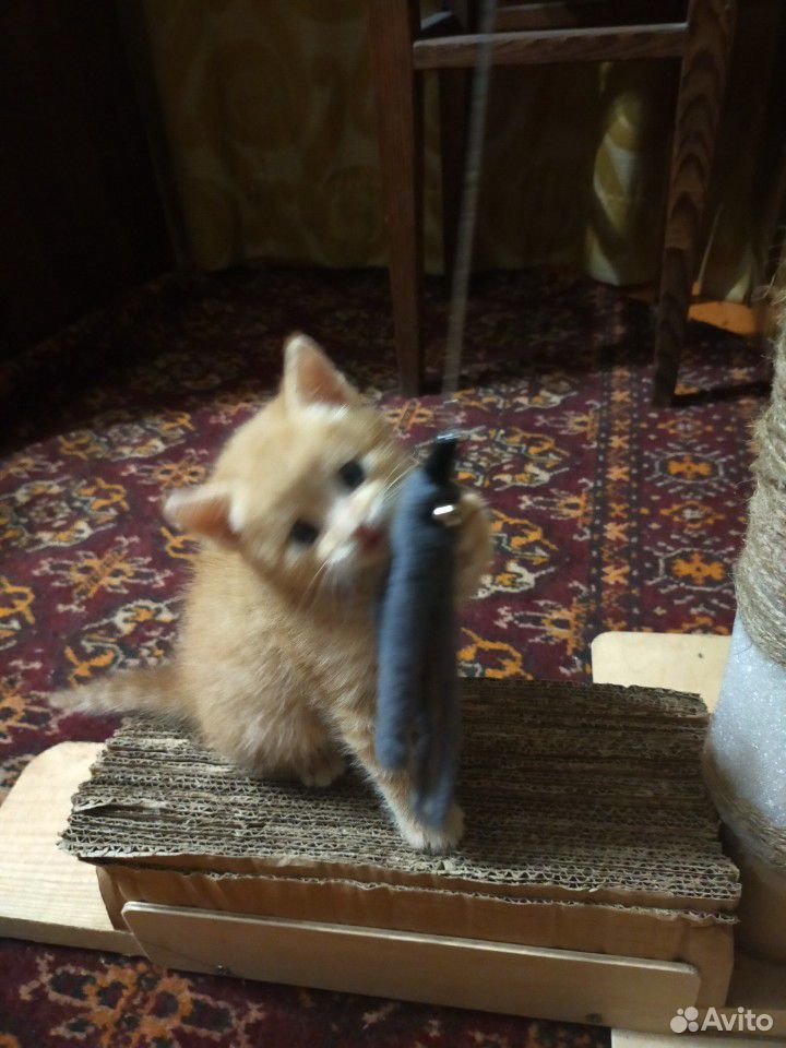 Котенок кошки-крысоловки купить на Зозу.ру - фотография № 5