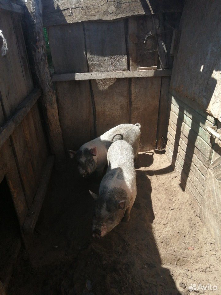 Свиньи вьетнамский веслобрюхие купить на Зозу.ру - фотография № 1