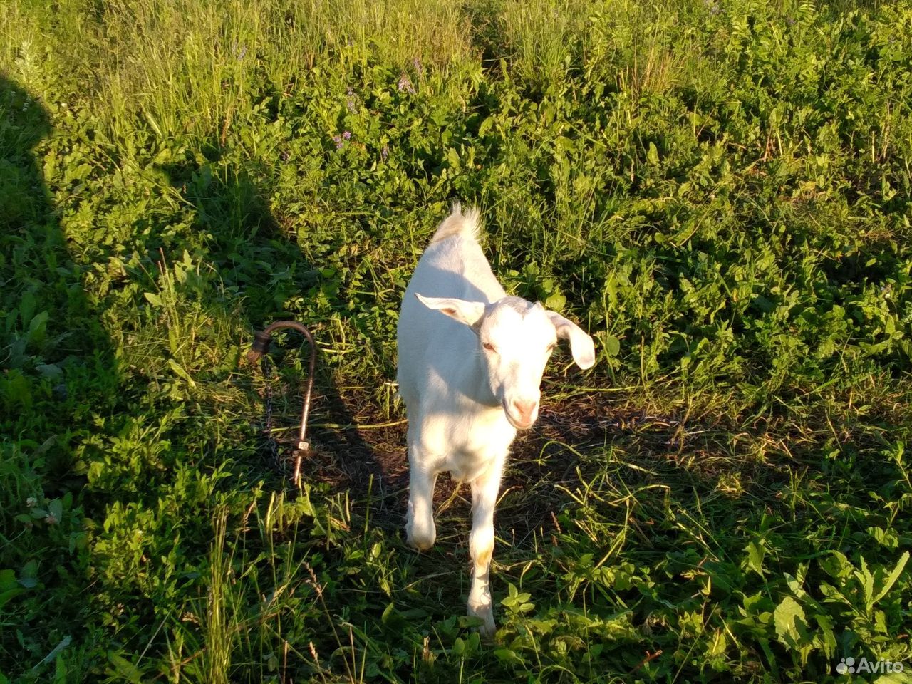 Нубийская коза Джессика купить на Зозу.ру - фотография № 2