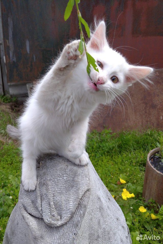 Королевский котенок купить на Зозу.ру - фотография № 6